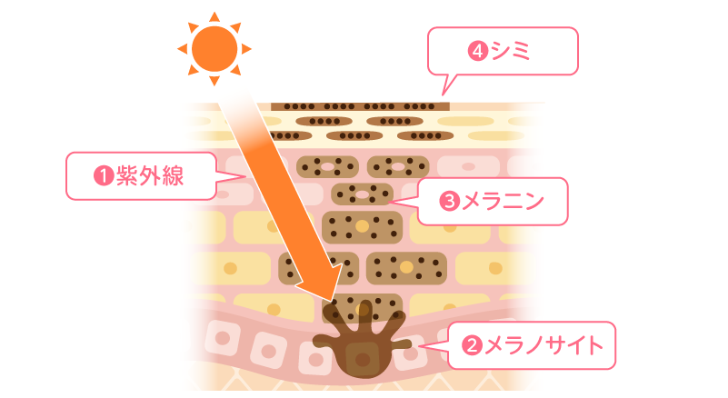 メラニンができる仕組み