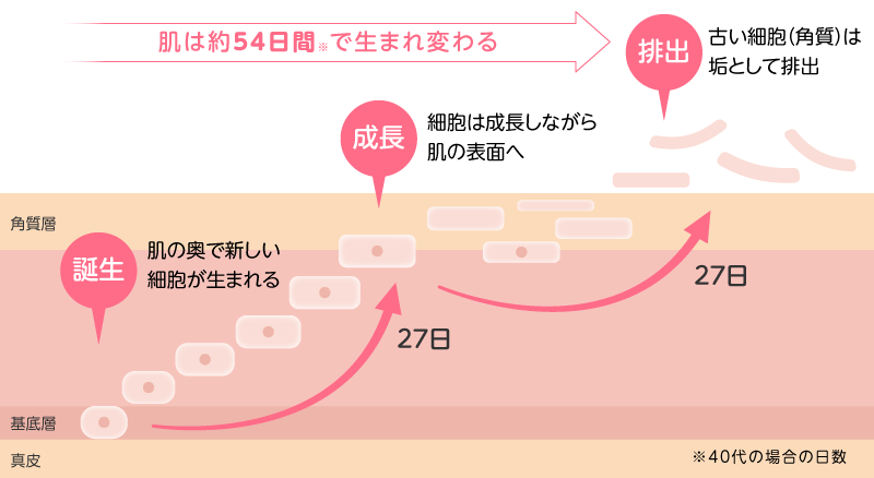 肌のターンオーバー