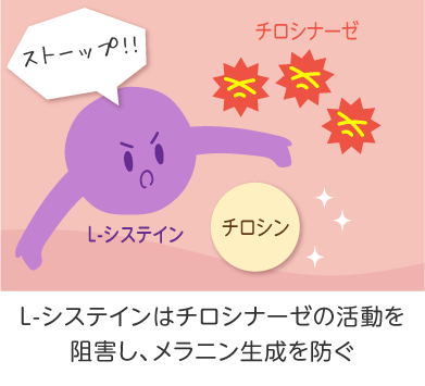 L-システイン２