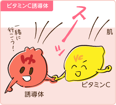 ビタミンC誘導体は浸透できる