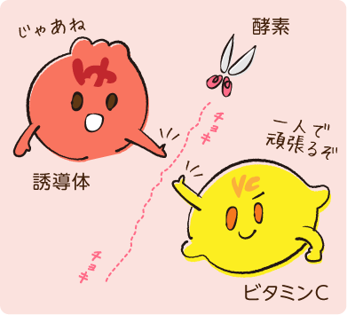 ビタミンc誘導体の酵素反応