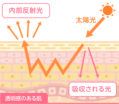 透明感のある肌
