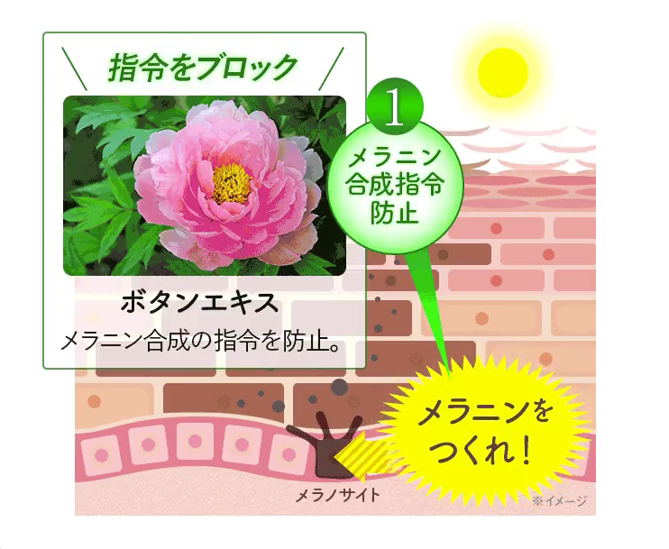 メラニン合成の指令を防止
