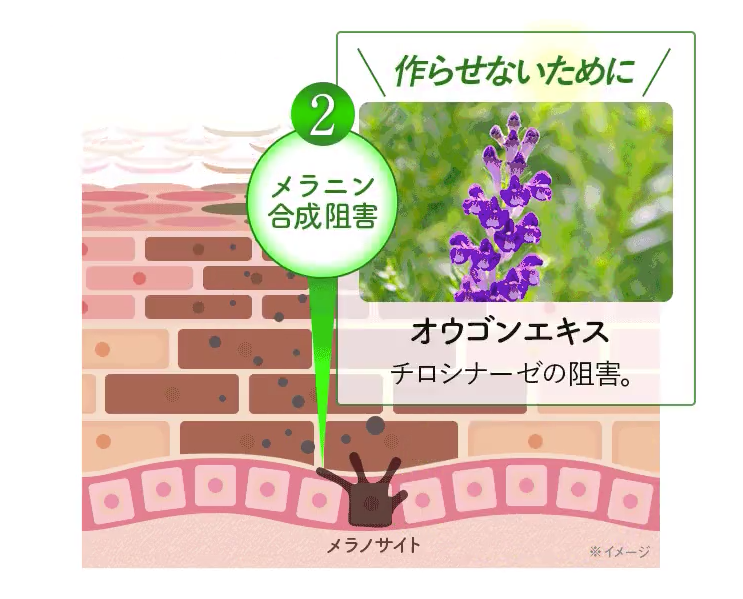 メラニン合成の阻害