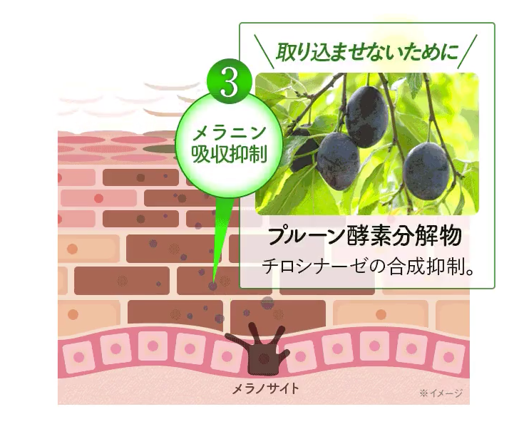 メラニン吸収の抑制
