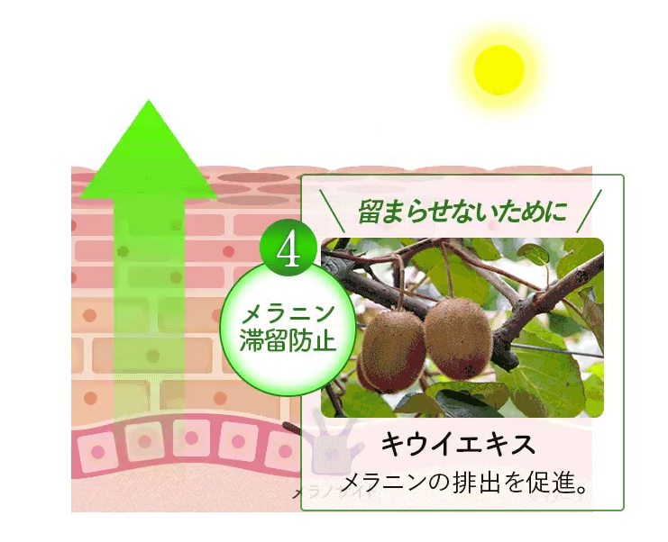 メラニンの排出を促進